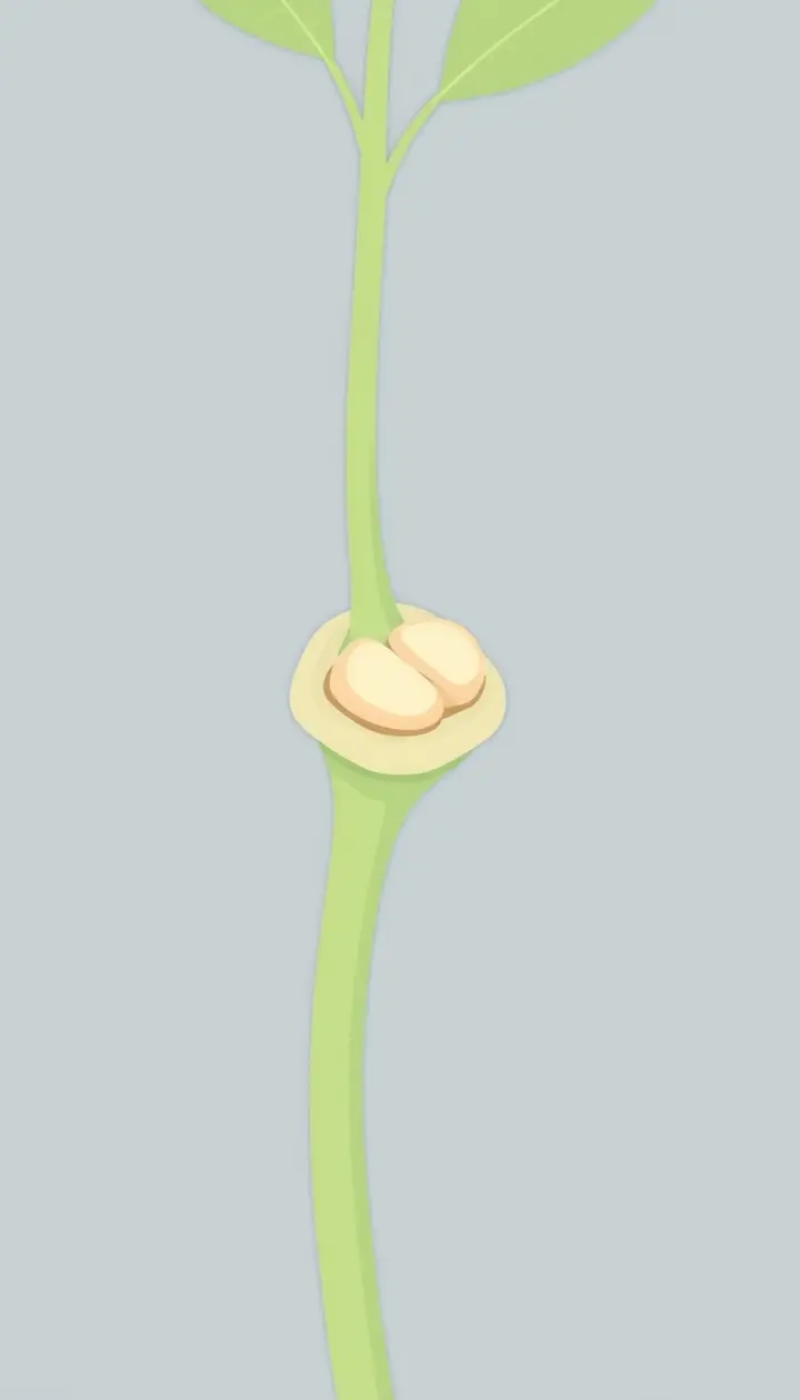 葉の付け根を拡大したイラスト